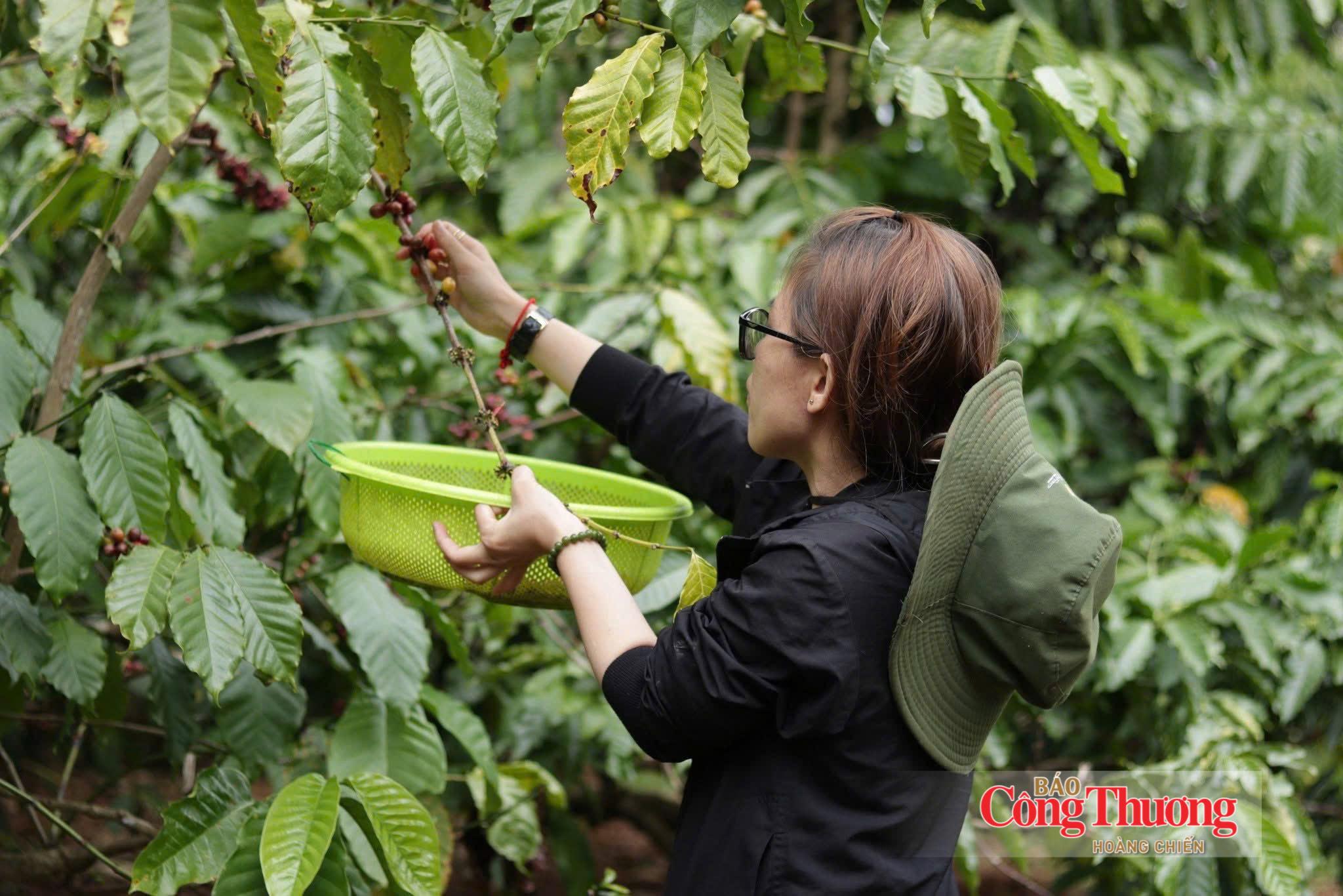 Giá cà phê hôm nay 10/9/2026: Dao động từ 95.000 – 95.500 đồng/kg