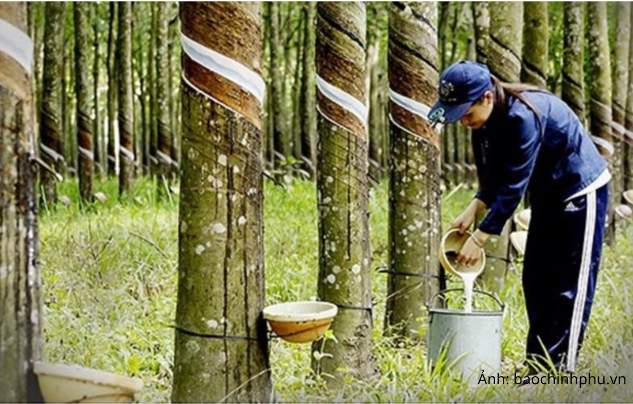 Giá cao su xuất khẩu duy trì mức cao trong 8 tháng 
