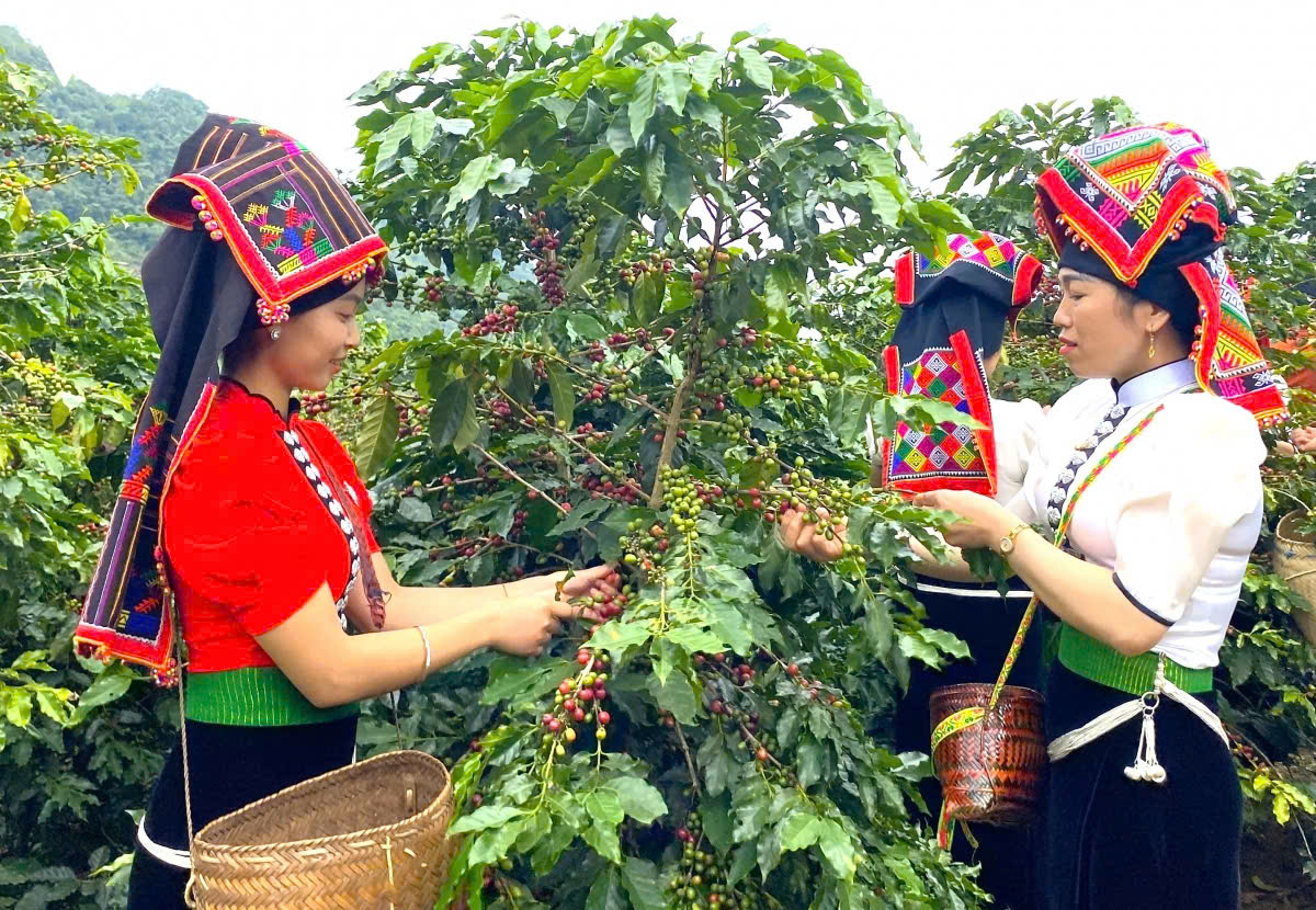 Sắp diễn ra Lễ hội cà phê Arabica Sơn La 2026